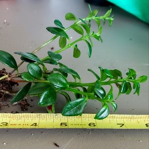 Three Cuttings Of Lipstick Plant.